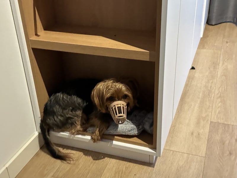 Australien Terrier – engagiertes Für-immer-Zuhause gesucht