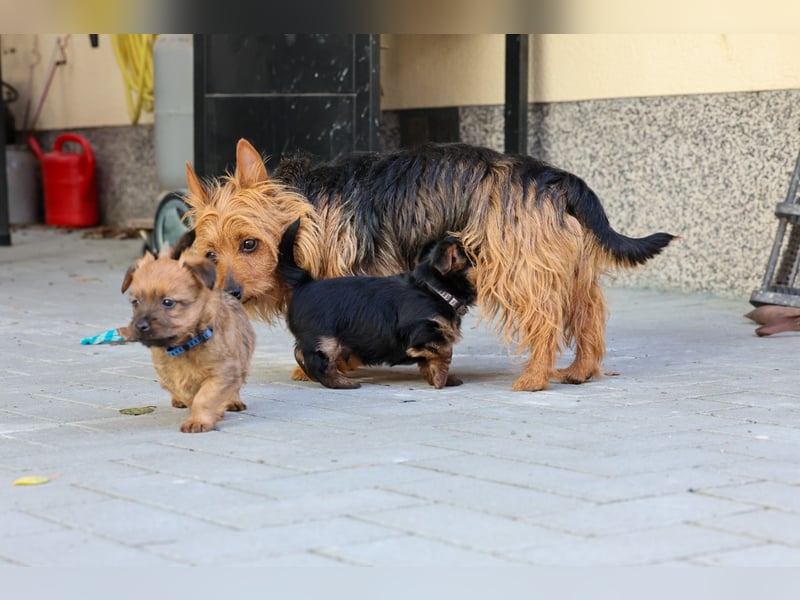 Australian Terrier Welpe