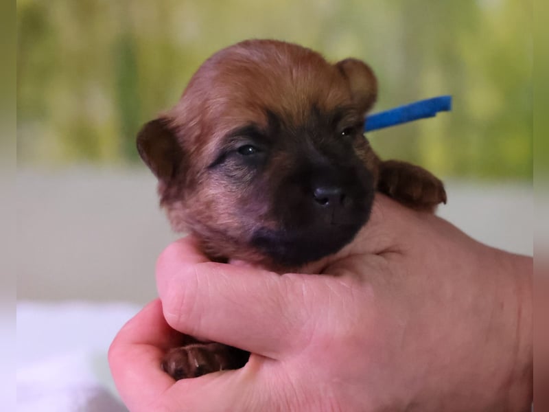 Australian Terrier Welpe