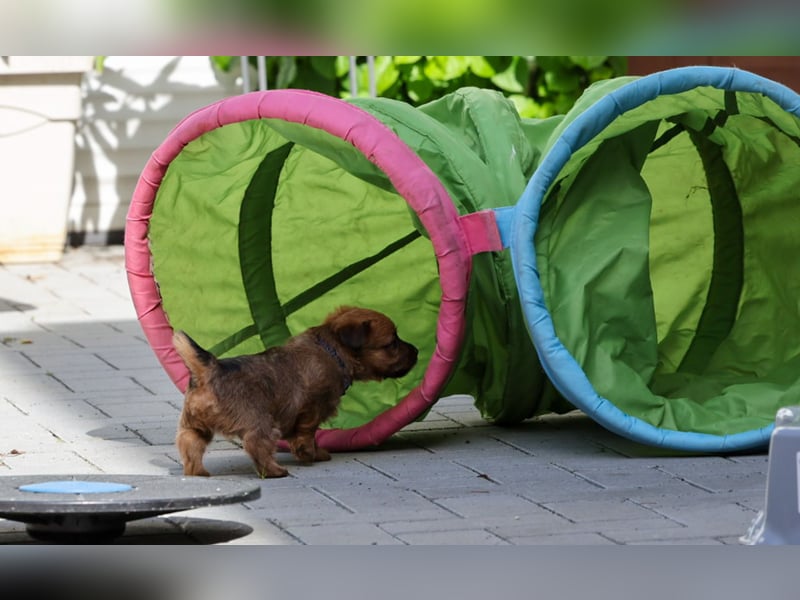 Australian Terrier Welpe