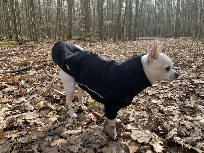Back On Track Hundepullover Cassie All-Weather Jumper (35cm)