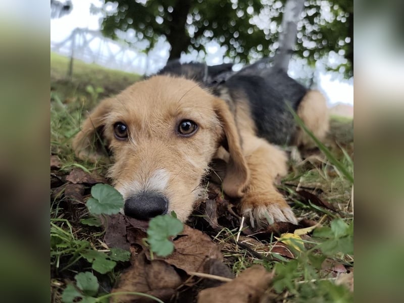 Nila ein fröhliches Welpenmädchen