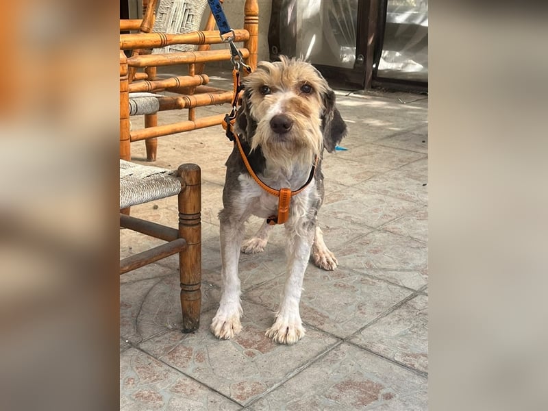 Yuna, völlig verwahrlost von einem Jäger im Stich gelassen