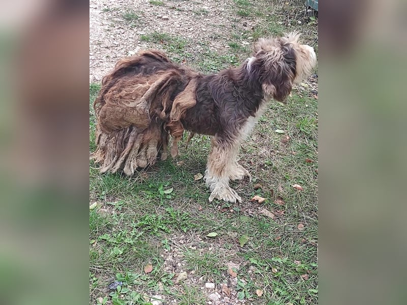 Yuna, völlig verwahrlost von einem Jäger im Stich gelassen