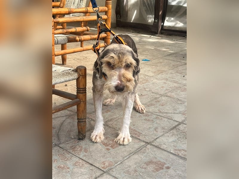 Yuna, völlig verwahrlost von einem Jäger im Stich gelassen