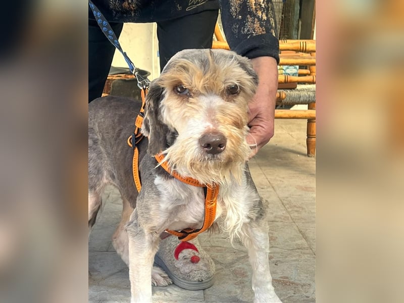 Yuna, völlig verwahrlost von einem Jäger im Stich gelassen