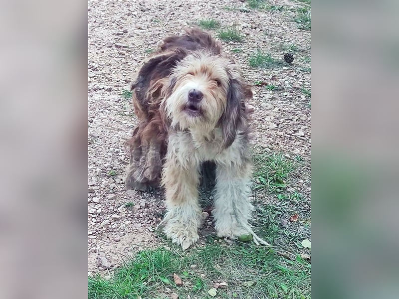 Yuna, völlig verwahrlost von einem Jäger im Stich gelassen