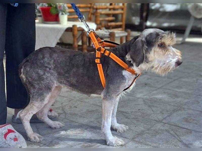 Yuna, völlig verwahrlost von einem Jäger im Stich gelassen