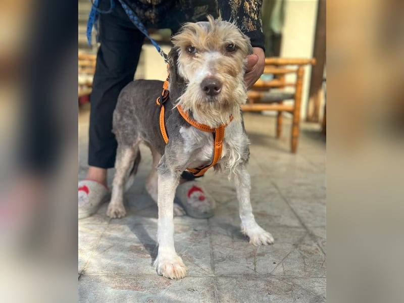 Yuna, völlig verwahrlost von einem Jäger im Stich gelassen