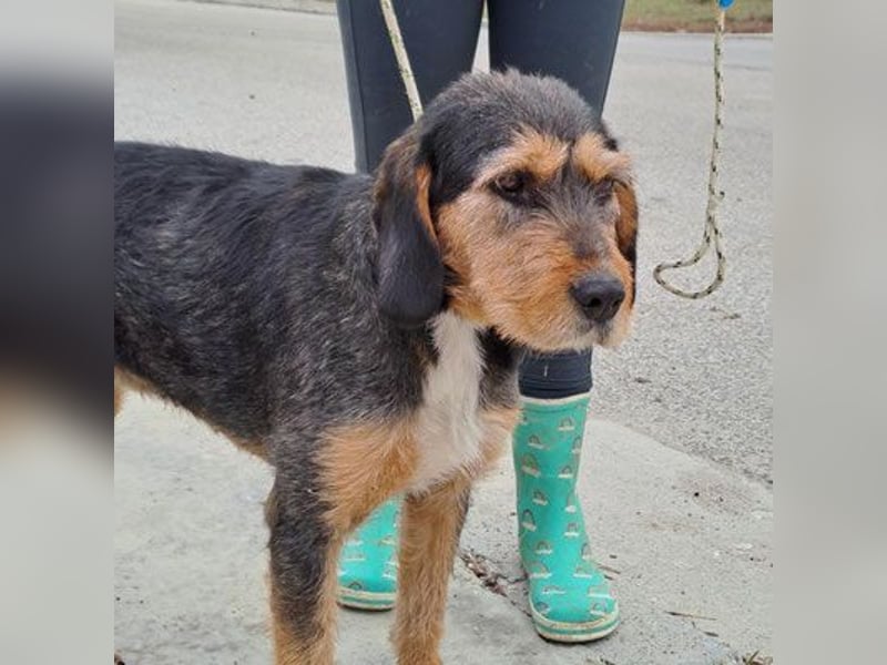 MIA - fantastische Hundedame auf Pflegestelle!