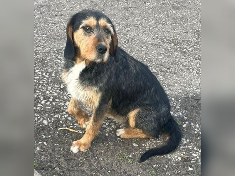 MIA - fantastische Hundedame auf Pflegestelle!
