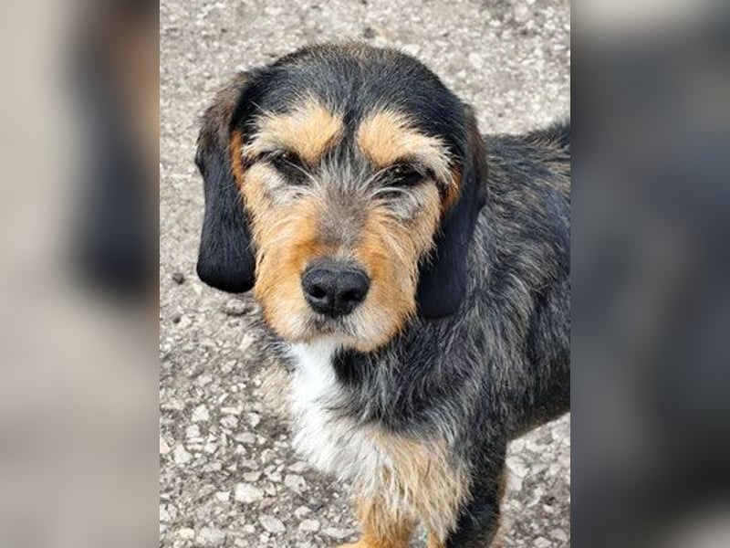 MIA - fantastische Hundedame auf Pflegestelle!