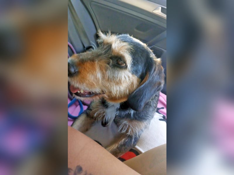 MIA - fantastische Hundedame auf Pflegestelle!