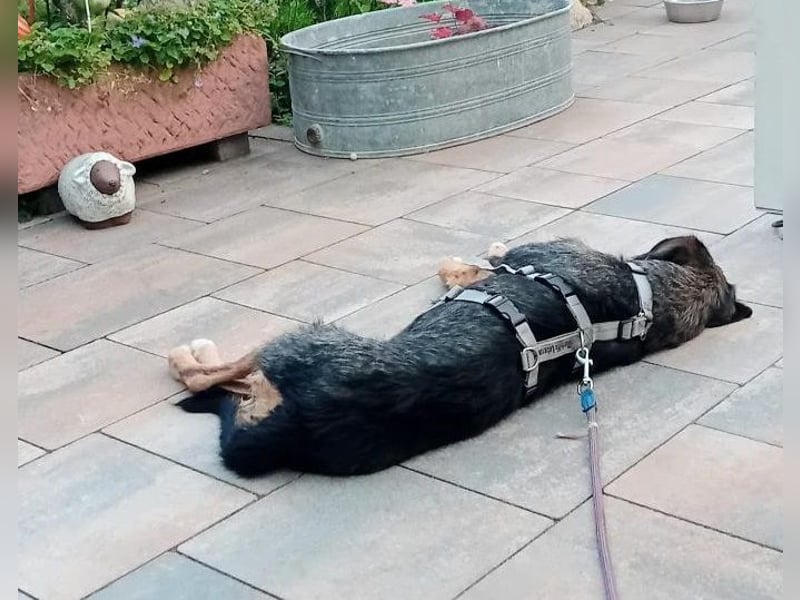 MIA - fantastische Hundedame auf Pflegestelle!