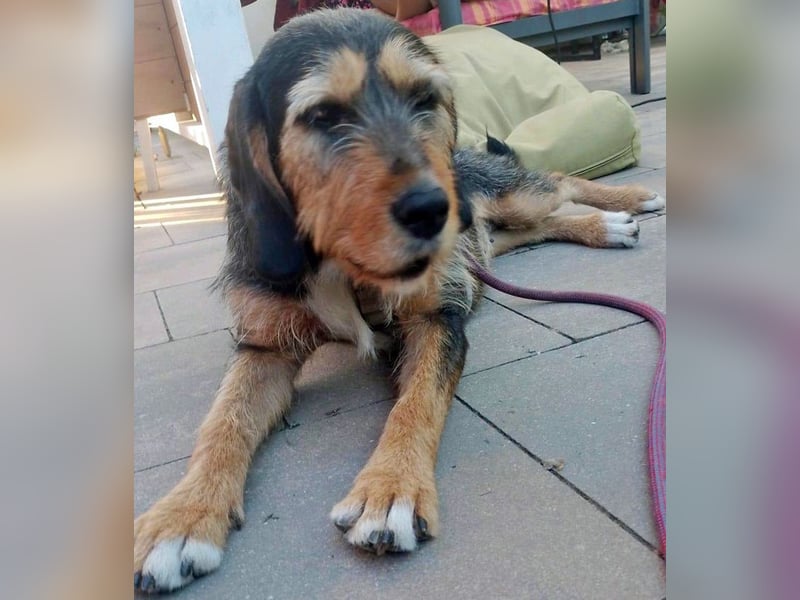 MIA - fantastische Hundedame auf Pflegestelle!