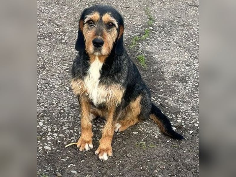 MIA - fantastische Hundedame auf Pflegestelle!
