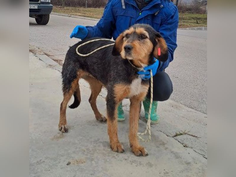 MIA - fantastische Hundedame auf Pflegestelle!
