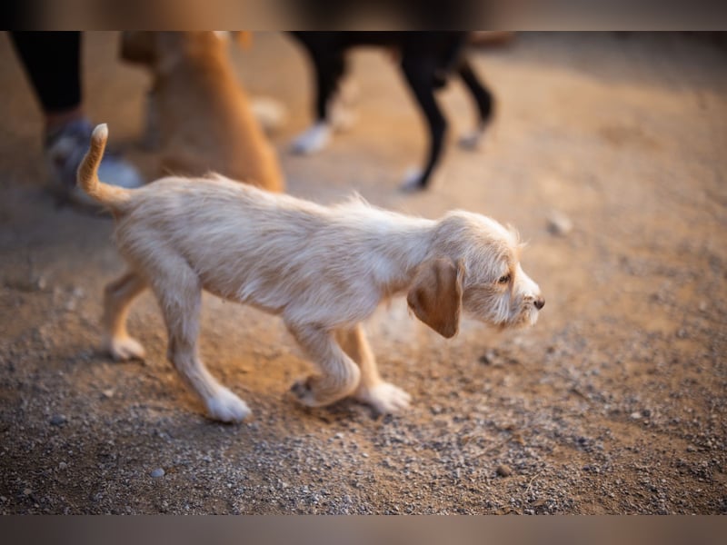 Anka ❤️ verspieltes, junges Hundemädchen Anka ❤️ verspieltes, junges Hundemädchen