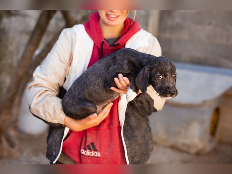 Olivia ❤️ junges, lebensfrohes Hundemädl Olivia ❤️ junges, lebensfrohes Hundemädl