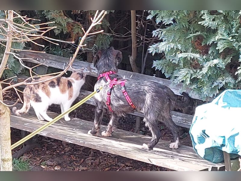 Alani ❤️ wartet in 90530 Wendelstein auf dich