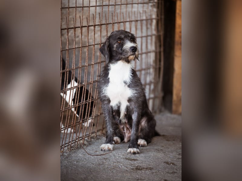 Barak-Mix-Mädchen Alani ❤️ sanft+zurückhaltend