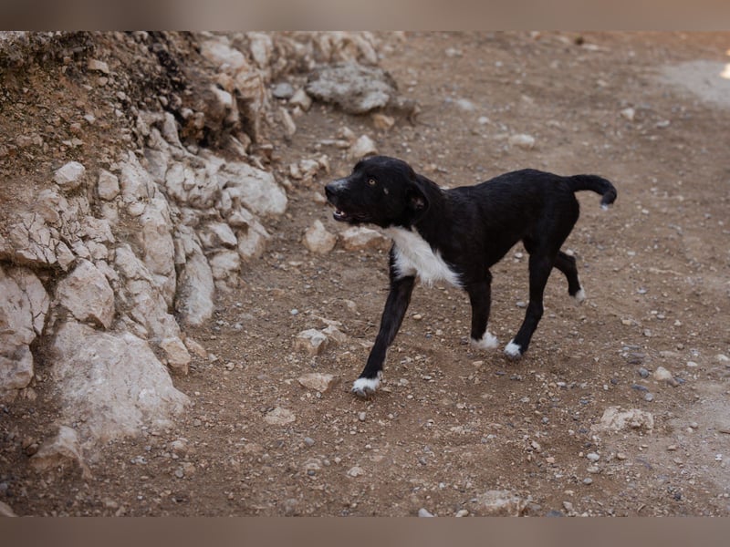 Barak-Mix RICCI❤️fröhlicher, lieber und neugieriger Powerpfoten-Junge Barak-Mix RICCI❤️fröhlicher, lieber und neugieriger Powerpfoten-Junge