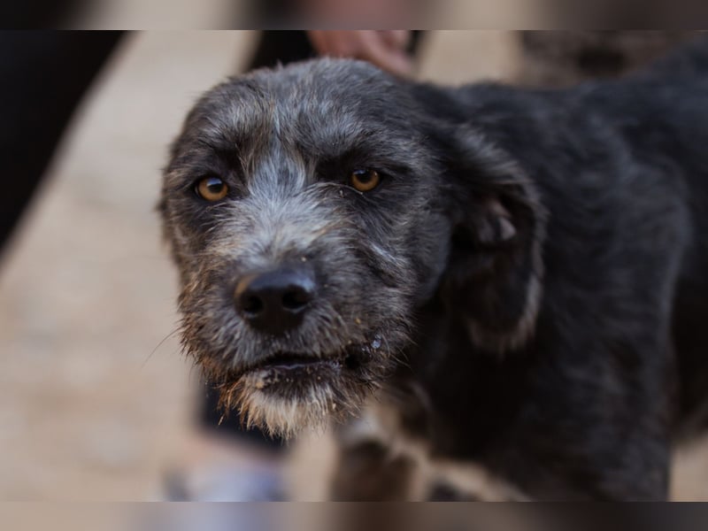 Barak-Mix-Mädchen Lidina ❤️ jung u. aktiv