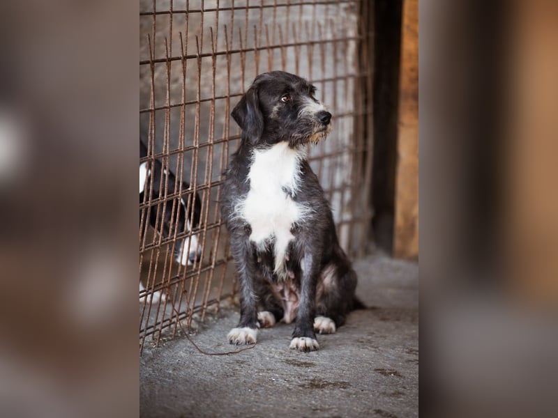 Barak-Mix-Mädchen Alani ❤️ sanft+zurückhaltend