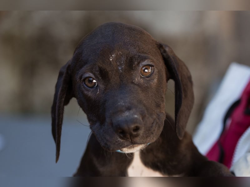 ROSI❤️bezaubernder Wirbelwind mit Herz & Schmusegarantie!