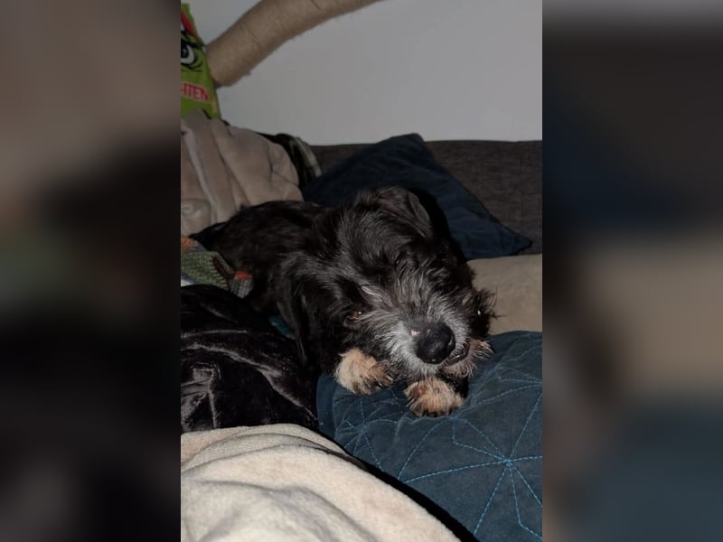 Alani ❤️ wartet in 90530 Wendelstein auf dich