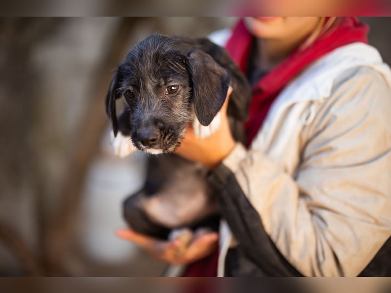 Olivia ❤️ junges, lebensfrohes Hundemädl Olivia ❤️ junges, lebensfrohes Hundemädl