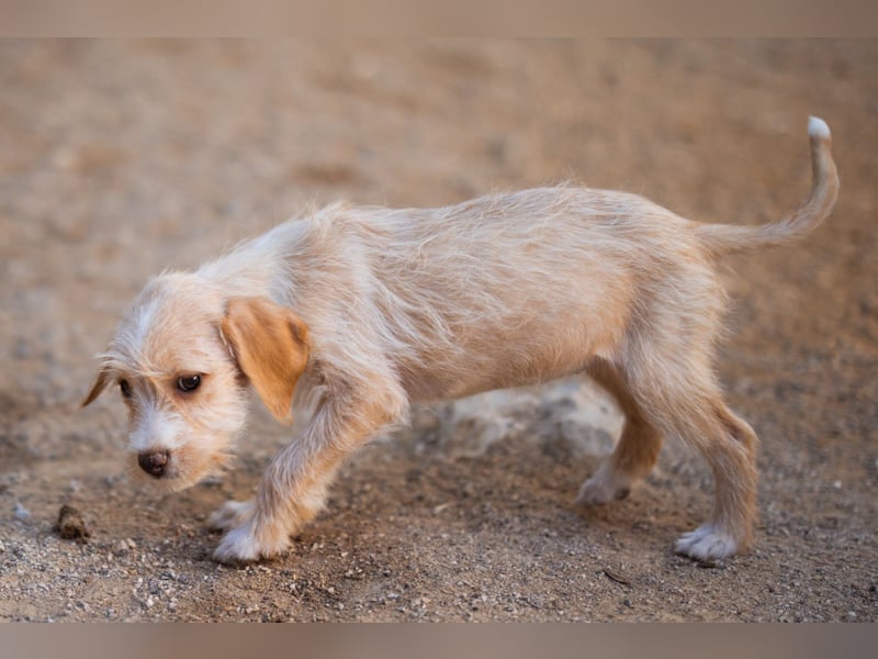 Anka ❤️ verspieltes, junges Hundemädchen Anka ❤️ verspieltes, junges Hundemädchen