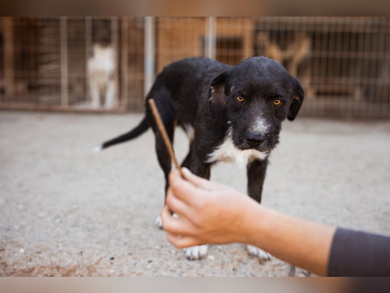 Barak-Mix RICCI❤️fröhlicher, lieber und neugieriger Powerpfoten-Junge Barak-Mix RICCI❤️fröhlicher, lieber und neugieriger Powerpfoten-Junge
