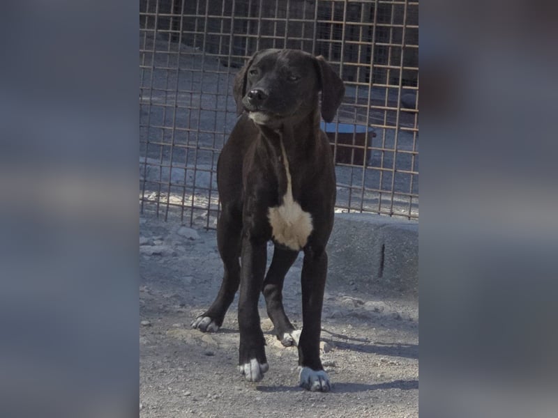 ROSI❤️bezaubernder Wirbelwind mit Herz & Schmusegarantie!