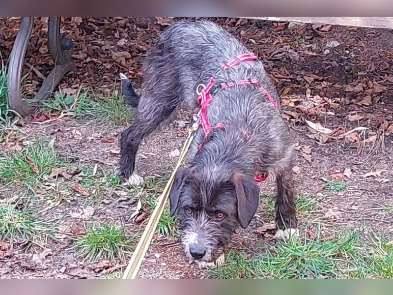 Alani ❤️ wartet in 90530 Wendelstein auf dich