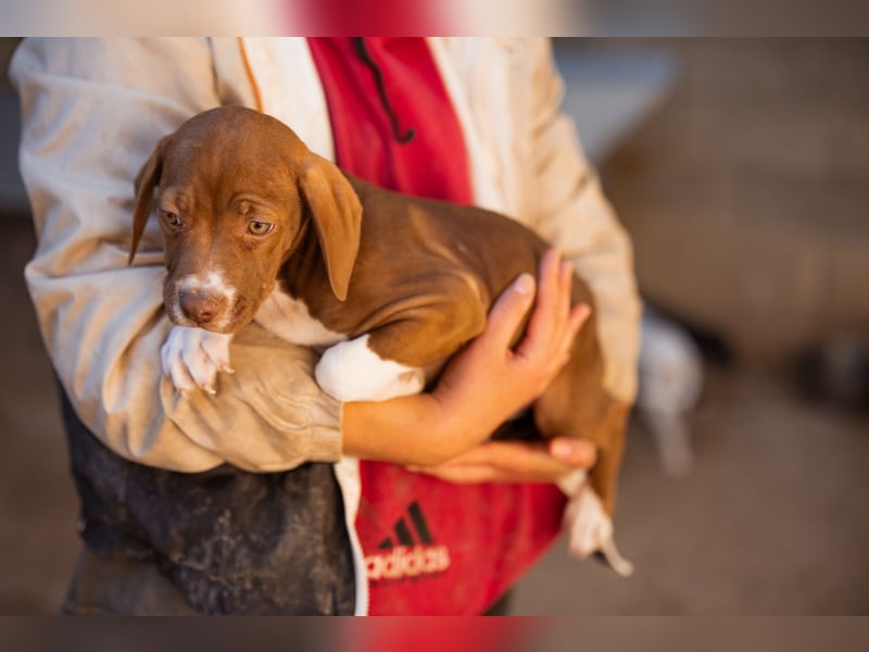 Sunny ❤️ aufgewecktes, süßes Welpenmädl