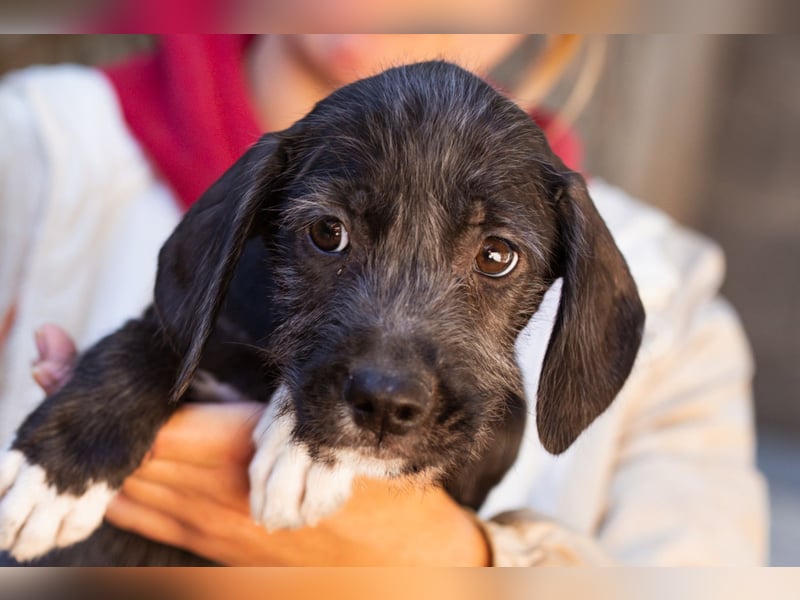 Olivia ❤️ junges, lebensfrohes Hundemädl