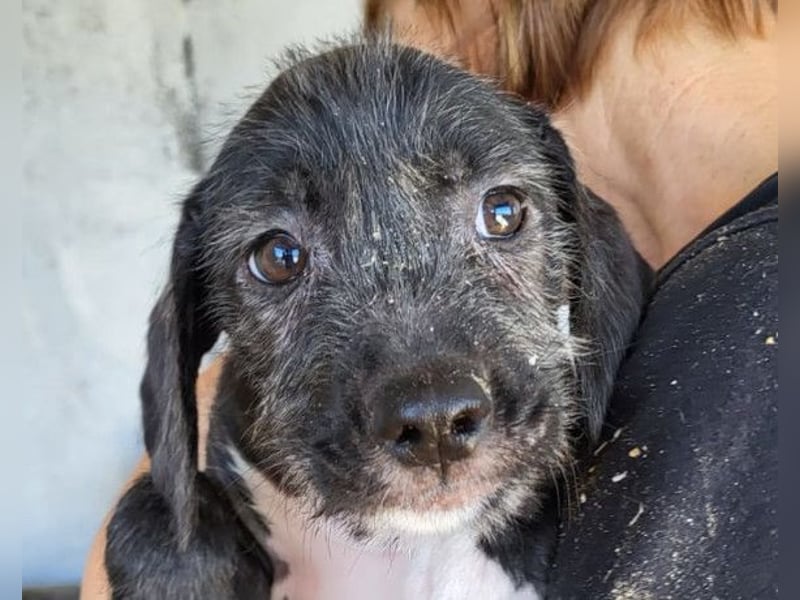 Olivia ❤️ junges, lebensfrohes Hundemädl