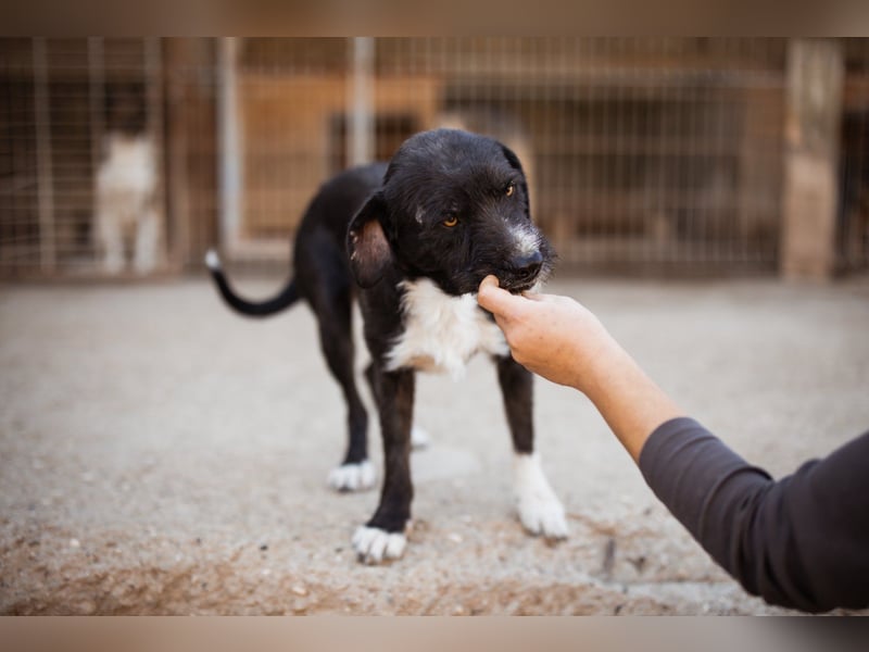 Barak-Mix RICCI❤️fröhlicher, lieber und neugieriger Powerpfoten-Junge Barak-Mix RICCI❤️fröhlicher, lieber und neugieriger Powerpfoten-Junge
