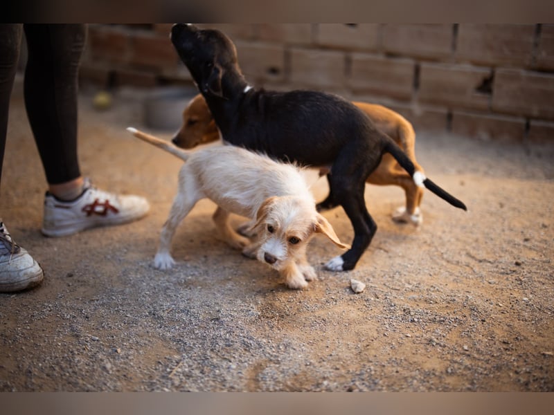 Anka ❤️ verspieltes, junges Hundemädchen Anka ❤️ verspieltes, junges Hundemädchen