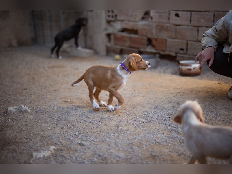 Eevee ❤️ neugierige, verspielte Hündin!