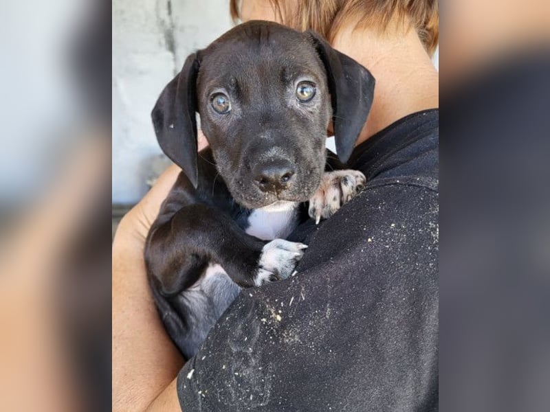 ROSI❤️bezaubernde Bracke-Barak-Mix-Welpin und ein Wirbelwind mit Herz & Schmusegarantie!