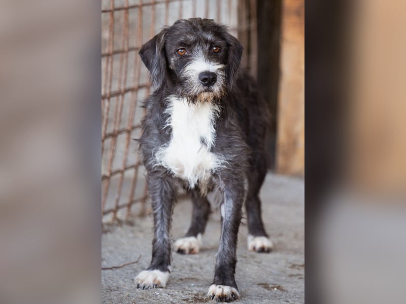 Alani ❤️ wartet in 90530 Wendelstein