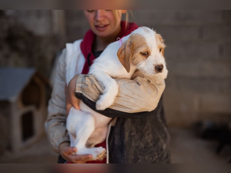 Kleine FREYJA❤️ein Sonnenscheinchen auf vier Pfoten sucht ihr Zuhause voller Liebe Kleine FREYJA❤️ein Sonnenscheinchen auf vier Pfoten sucht ihr Zuhause voller Liebe