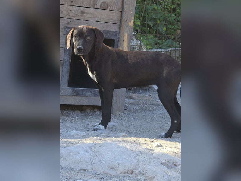 ROSI❤️bezaubernder Wirbelwind mit Herz & Schmusegarantie!