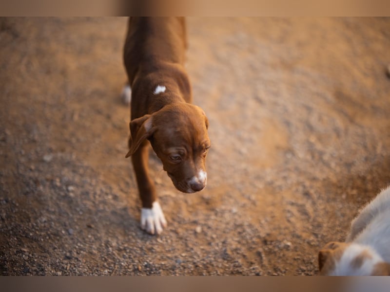 Sunny ❤️ aufgewecktes, süßes Welpenmädl