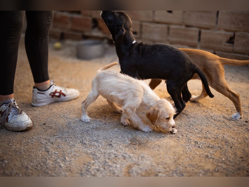 Anka ❤️ verspieltes, junges Hundemädchen Anka ❤️ verspieltes, junges Hundemädchen