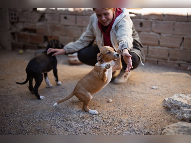 Eevee ❤️ neugierige, verspielte Hündin!