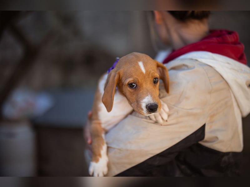 Eevee ❤️ neugierige, verspielte Hündin!