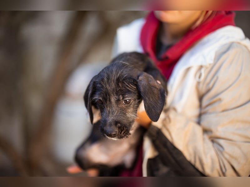 Olivia ❤️ junges, lebensfrohes Hundemädl